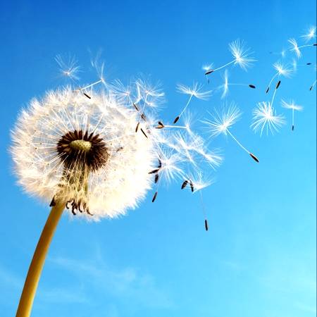 دانلود آهنگ مجید غلامعلیان قاصدک دانلود آهنگ مجید غلامعلیان قاصدک