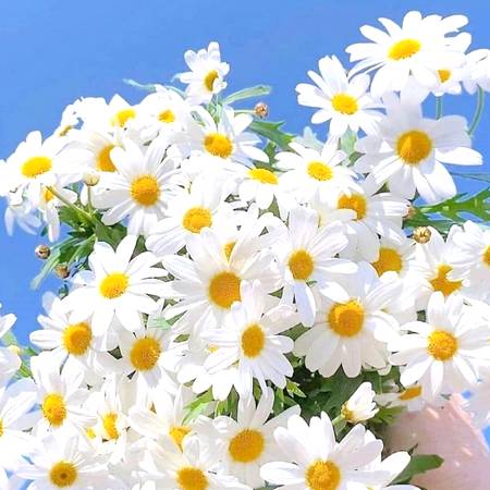 دانلود آهنگ ای گل رویایی ای مظهر زیبایی دانلود آهنگ ای گل رویایی ای مظهر زیبایی